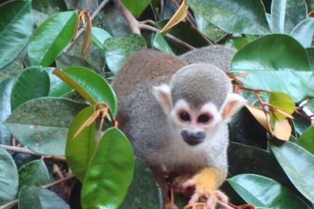 2506 la suriname 2